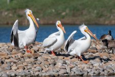 Pelicans-502.jpg