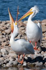 Pelicans-510.jpg