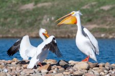 Pelicans-504.jpg