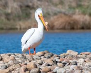 Pelicans-505.jpg