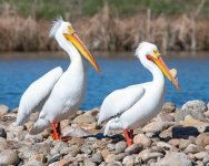 Pelicans-506.jpg