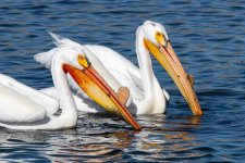 Pelicans-508.jpg