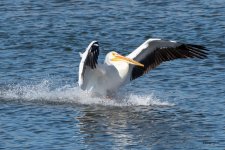 Pelicans-511.jpg