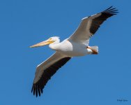 Pelicans-512.jpg