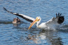 Pelicans-507.jpg