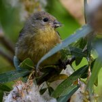 Goldfinch9.jpg