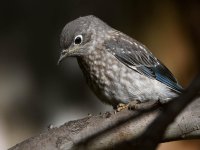 Bluebird2.jpg