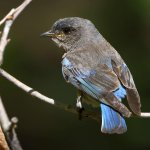 Bluebird11.jpg