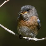 Bluebird15.jpg