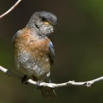 Bluebird17.jpg