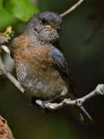 Bluebird20.jpg