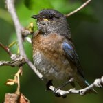 Bluebird22.jpg