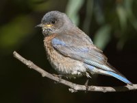 Bluebird4.jpg