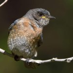 Bluebird18.jpg