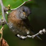 Bluebird24.jpg