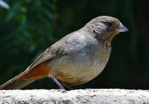 _ROY1238_00001.jpg