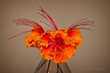 05-18-20-cr_7502341_Focus-ON1.jpg