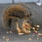 Squirrel2.jpg