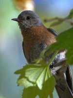 Bluebird4.jpg