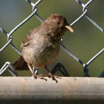 Towhee2.jpg
