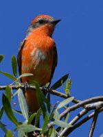 VermilionFlycatcher.jpg