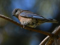Bluebird7.jpg