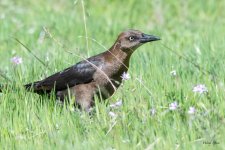 GreatTailedGrackle-500.jpg