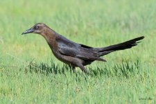 GreatTailedGrackle-501.jpg
