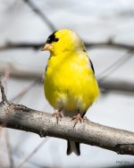 Goldfinch-500.jpg