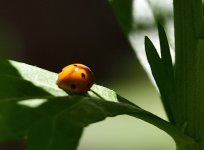 _ROY1435_00001.jpg
