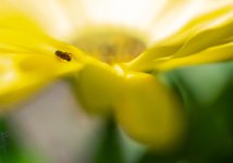 spider hiding.jpg