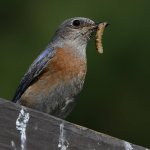 Bluebird4.jpg