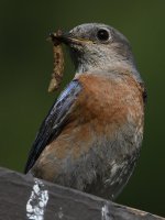 Bluebird7.jpg