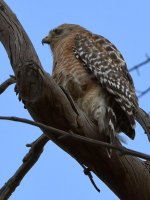 Hawk.jpg