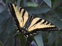 Swallowtail2.jpg