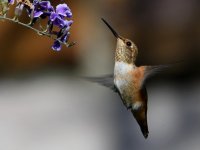 Hummer7.jpg