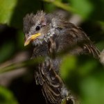 Sparrow4.jpg