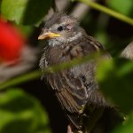 Sparrow6.jpg