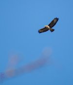 soaring.jpg