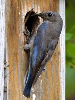 Bluebird2.jpg