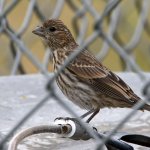 Finch2.jpg