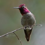 Hummer4.jpg