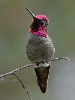 Hummer5.jpg