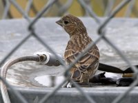 Finch.jpg