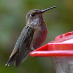 Hummer6.jpg