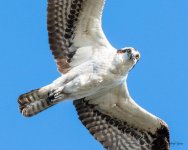 OspreyOverhead-500.jpg