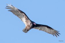TurkeyVulture-500.jpg