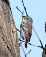 YellowRumped-500.jpg