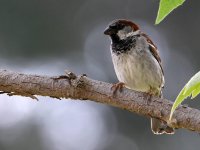 Sparrow2.jpg