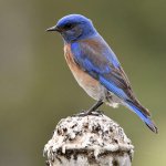 Bluebird4.jpg